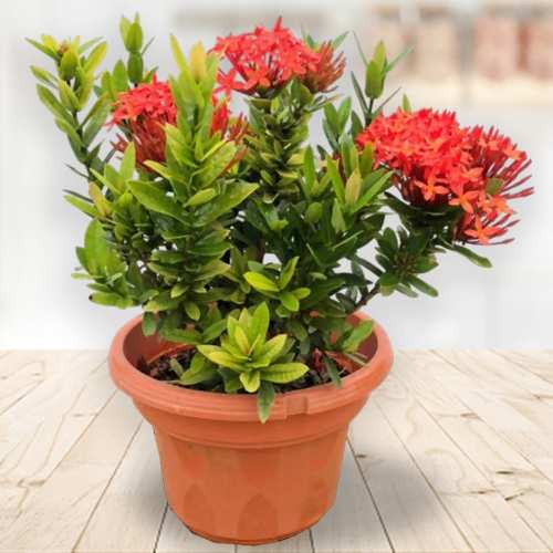 - Birthdays Blooming Plant Gift