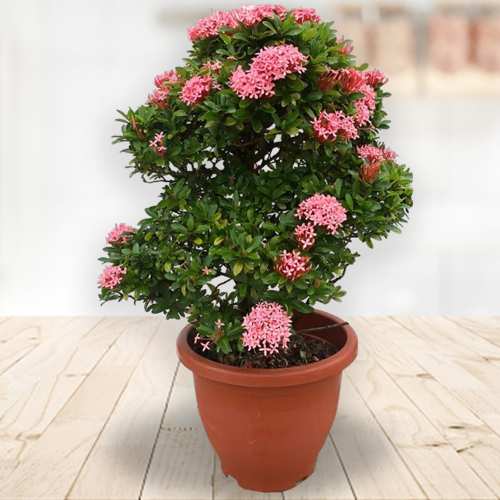 - Mother’s Day Blooming Plant Gift