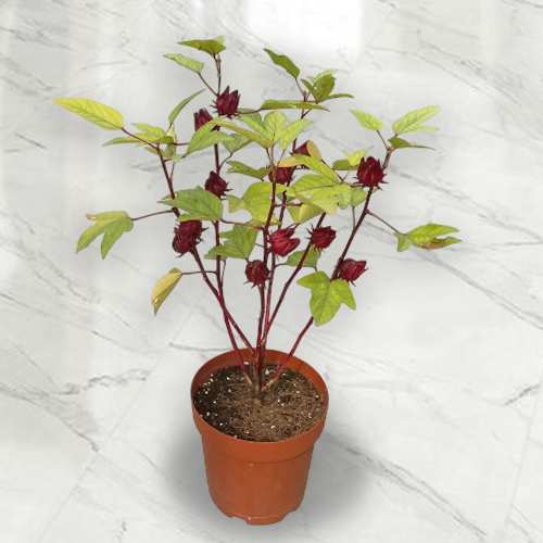 - Wellness Plant Gift