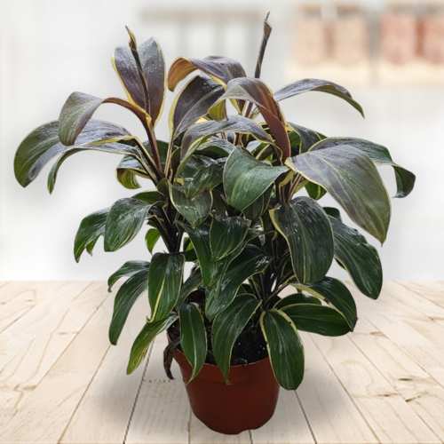 - Send Housewarming Plants