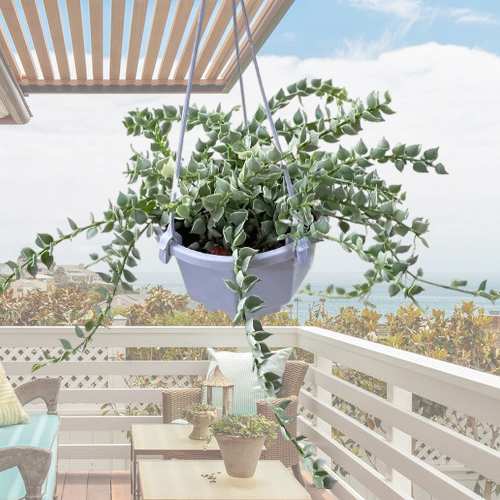 - Housewarming Plant Gifts For Newlyweds
