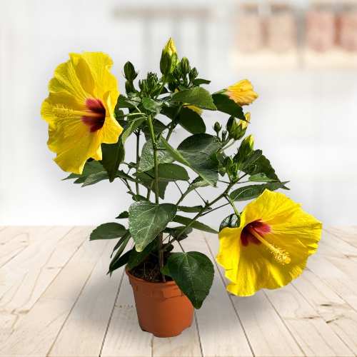 - Buy Plants Online For Mother’s Day