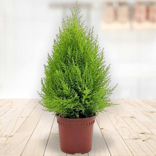 - Christmas Plant Gifts