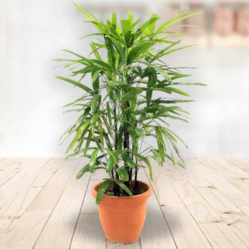 - Potted Plant For Housewarming