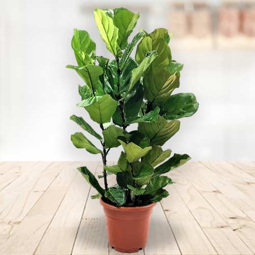 3-in 1 Fiddle Leaf Fig-Plant For Friends Anniversary