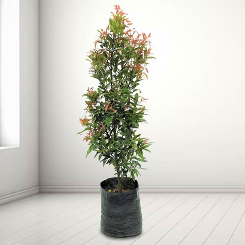 - Chinese New Year Plant Gift