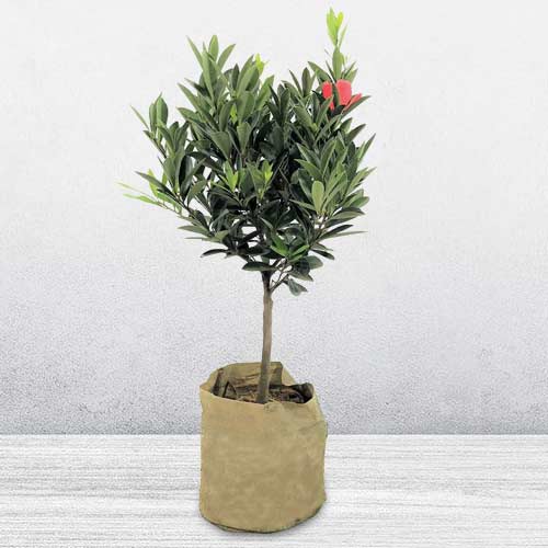 - Birthday Plant Gift For Daughter