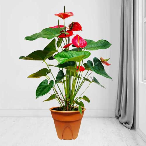 Red Anthurium Andraeanum