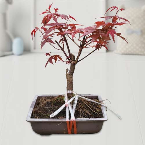- Plant Gift For Grandparents Day