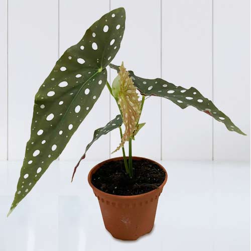 - Send Well Wishes With Plants