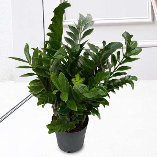 - Indoor Plant Delivery