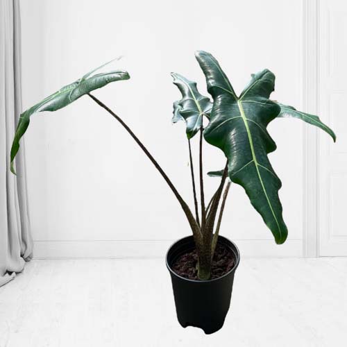 Alocasia Sarian