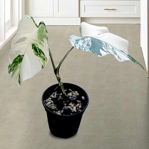 Monstera Albo Variegated-Plants To Send For Birthday