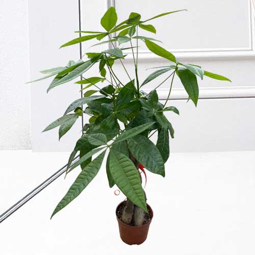 - New Year Plant Gift