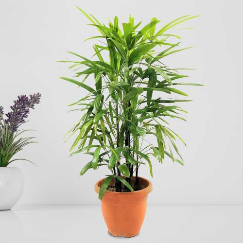 - Birthday Plant Gift For Boss