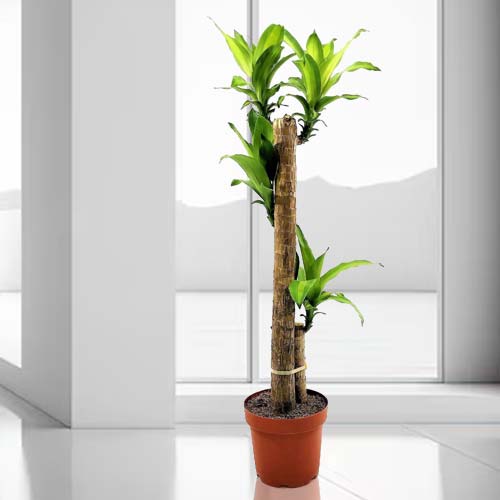 - Indoor Plant For Father's Day