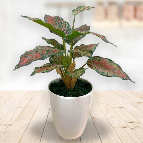 - Holiday Office Plant Gifts