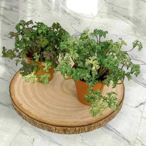 - New Home Plant Gifts