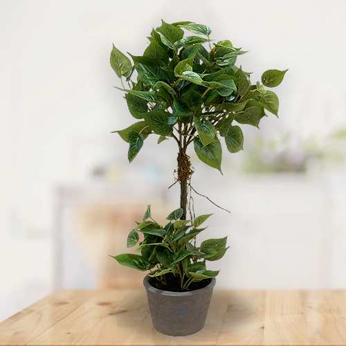 - Festive Office Plant Gifts