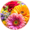 Fresh Flowers